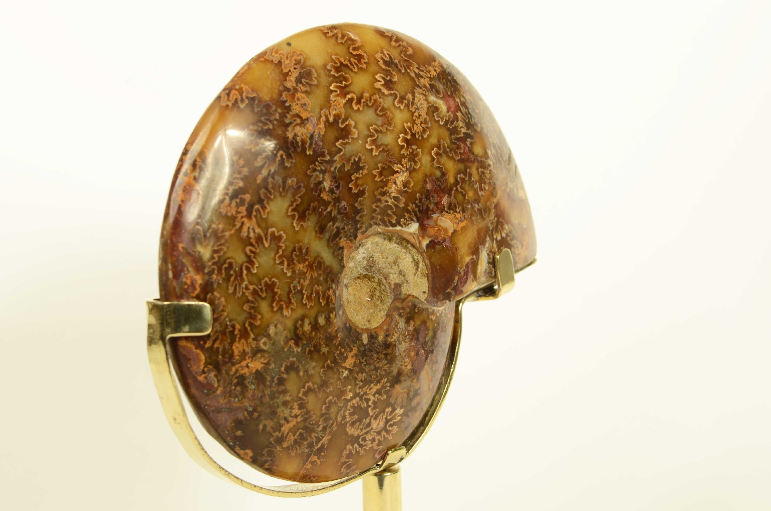 Storia naturale/8565-Ammonite Fossile