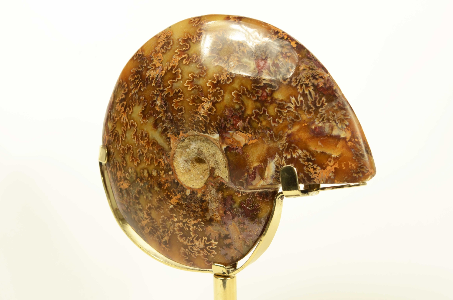 Storia naturale/8565-Ammonite Fossile