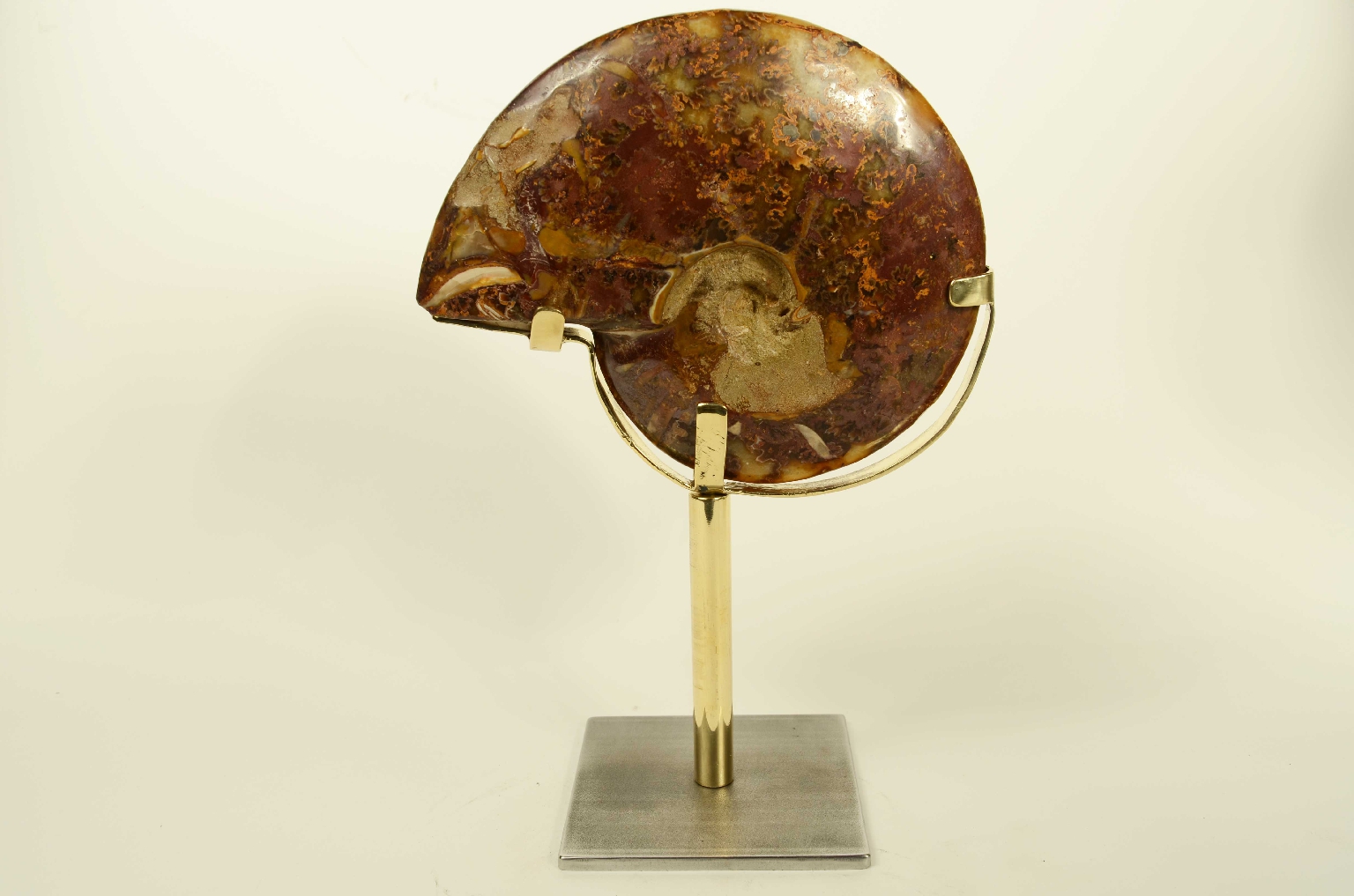 Storia naturale/8565-Ammonite Fossile