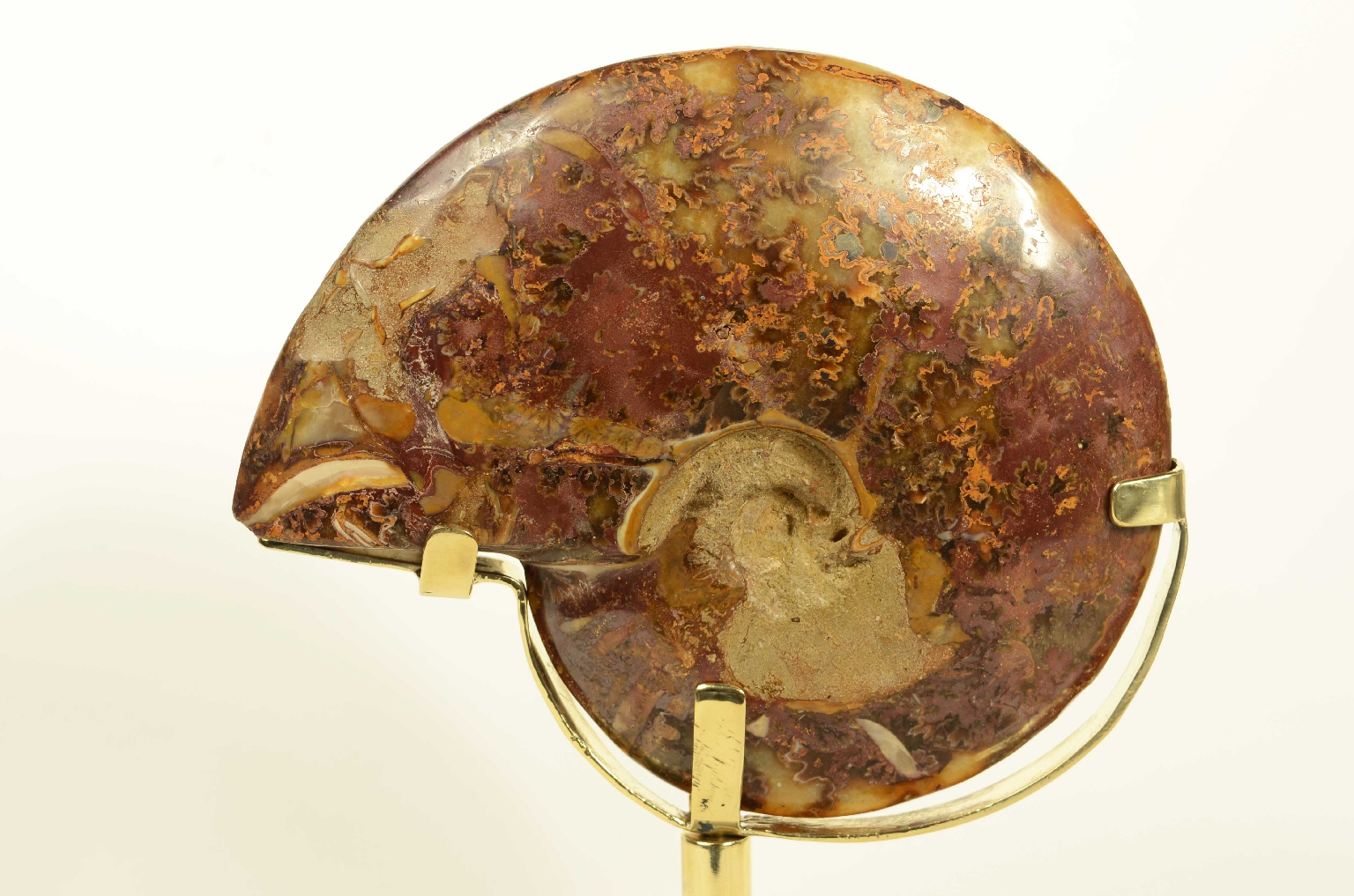 Storia naturale/8565-Ammonite Fossile