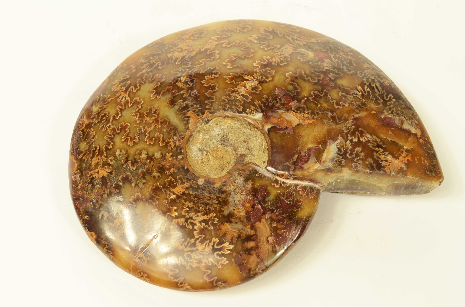 Storia naturale/8565-Ammonite Fossile