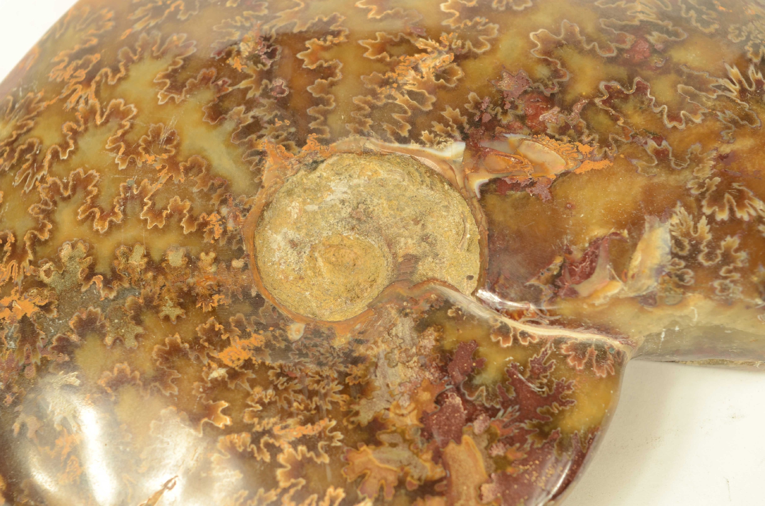Natural history/8565-Fossil Ammonite