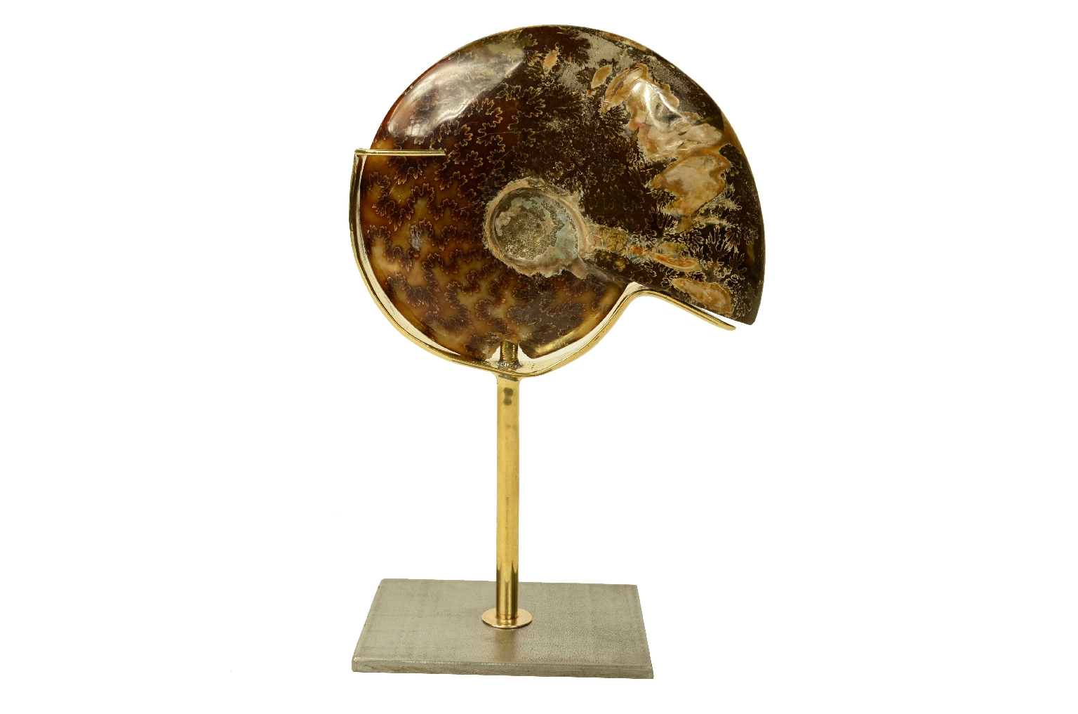 Natural history/8565a-Fossil Ammonite