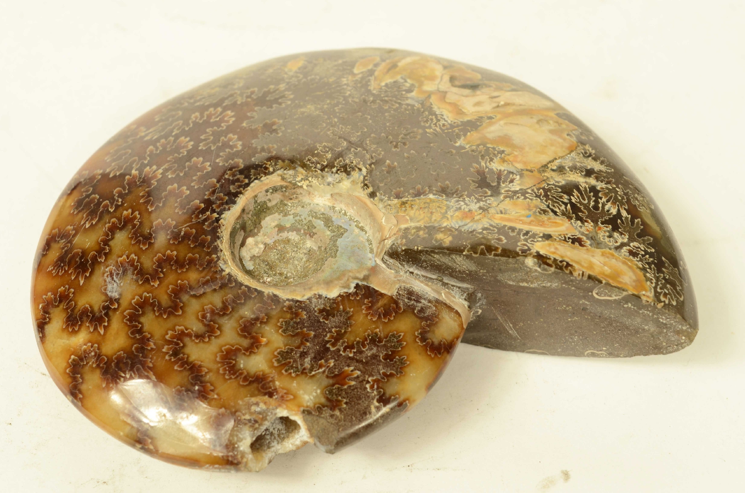 Natural history/8565a-Fossil Ammonite