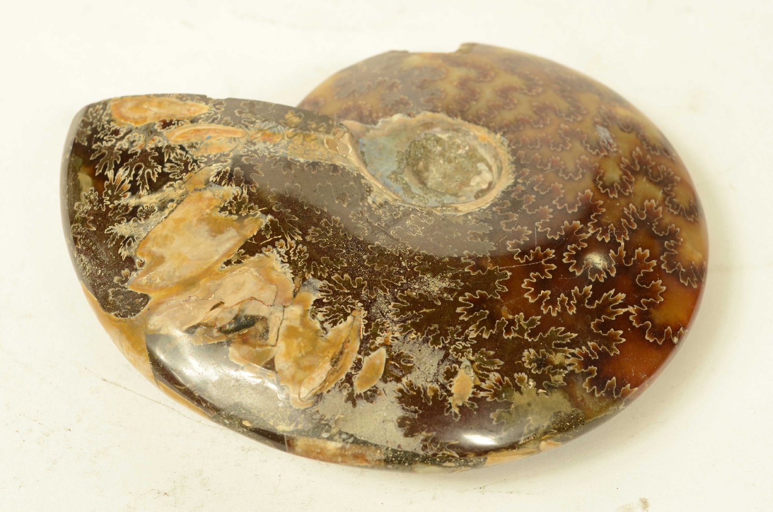 Natural history/8565a-Fossil Ammonite