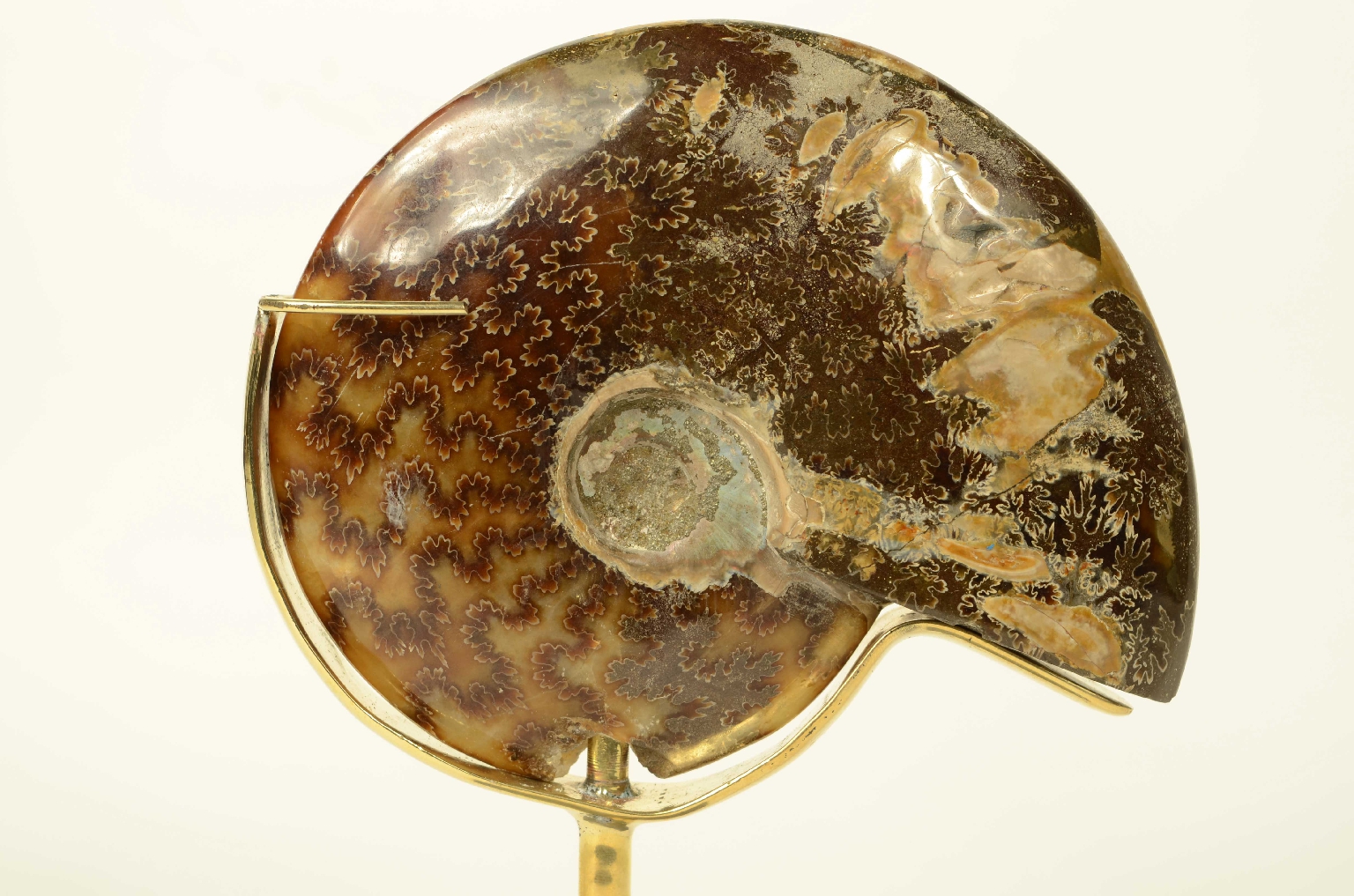 Natural history/8565a-Fossil Ammonite