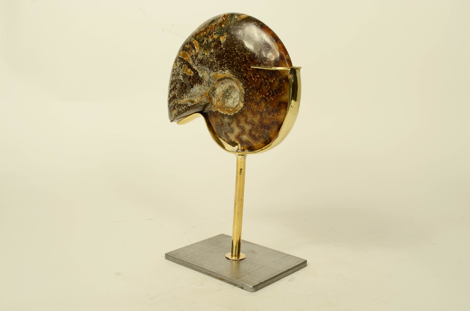 Natural history/8565a-Fossil Ammonite