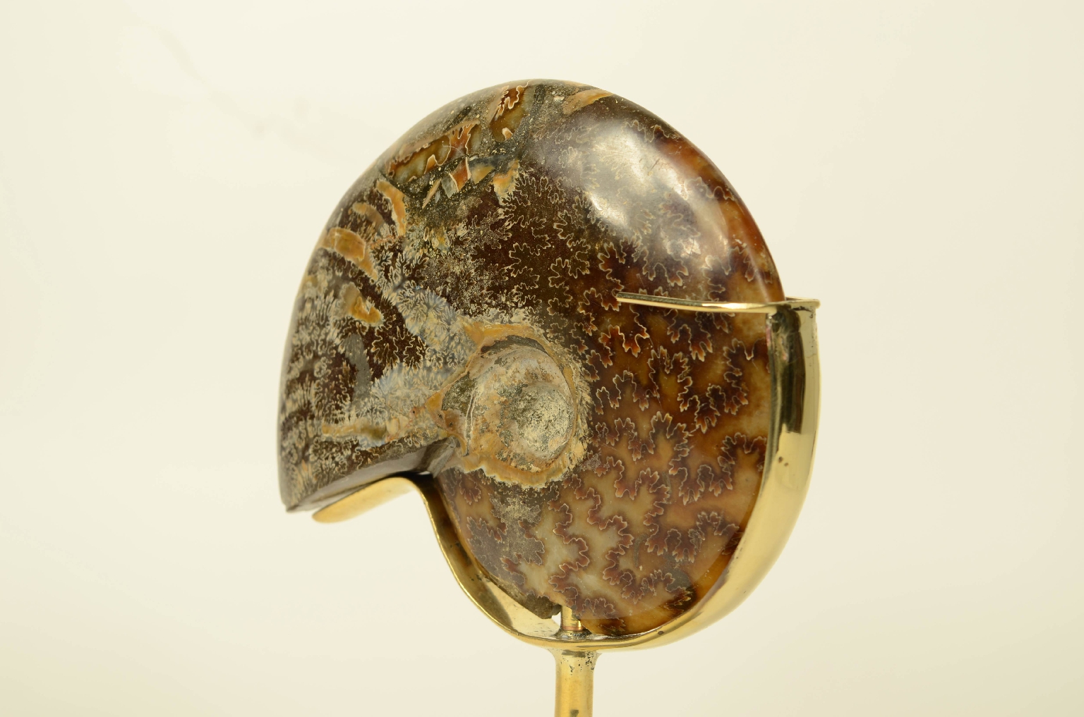 Natural history/8565a-Fossil Ammonite
