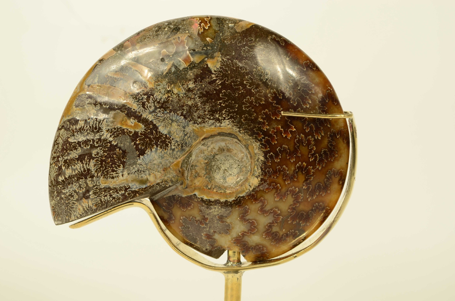 Natural history/8565a-Fossil Ammonite