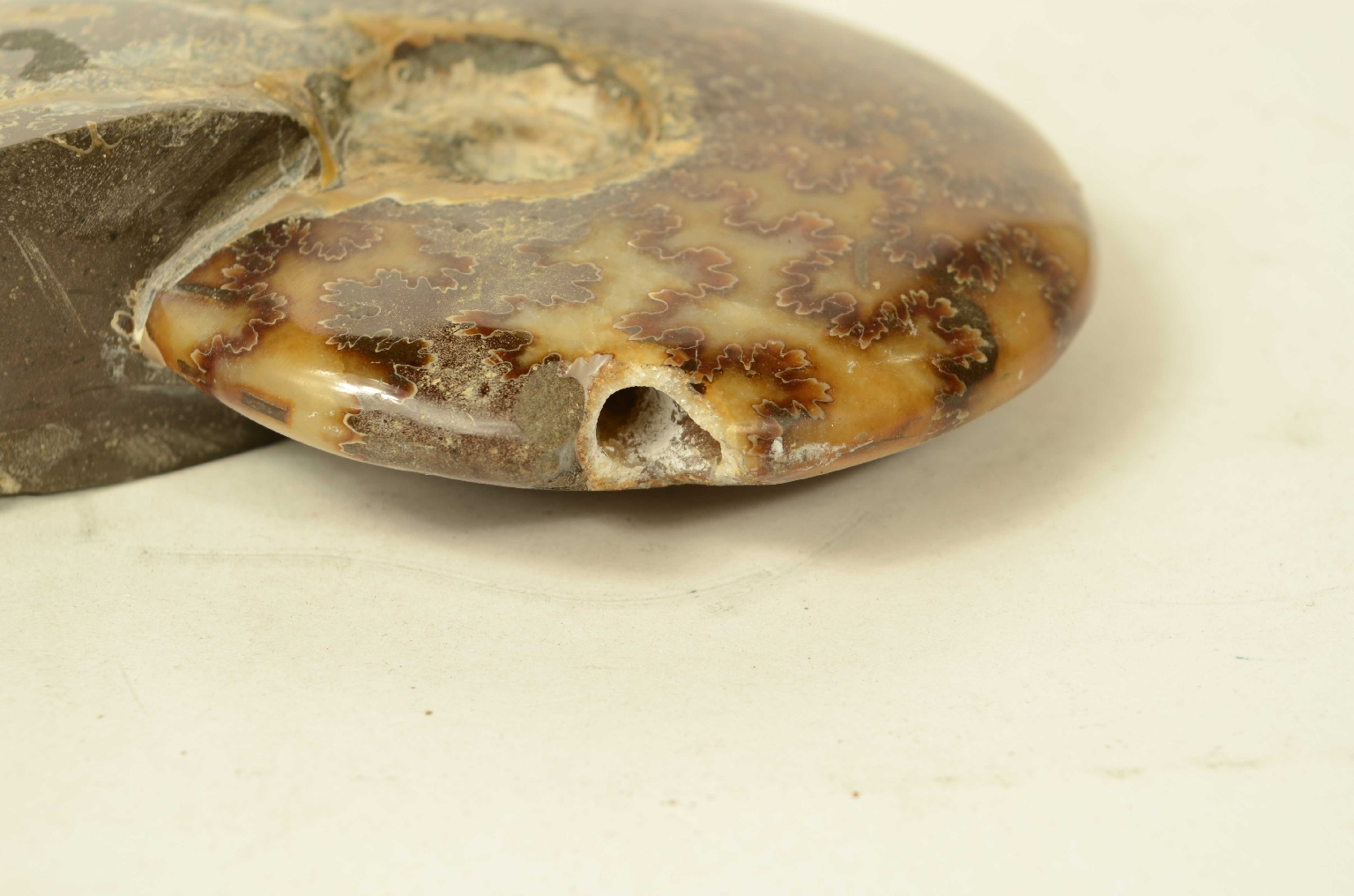 Natural history/8565a-Fossil Ammonite