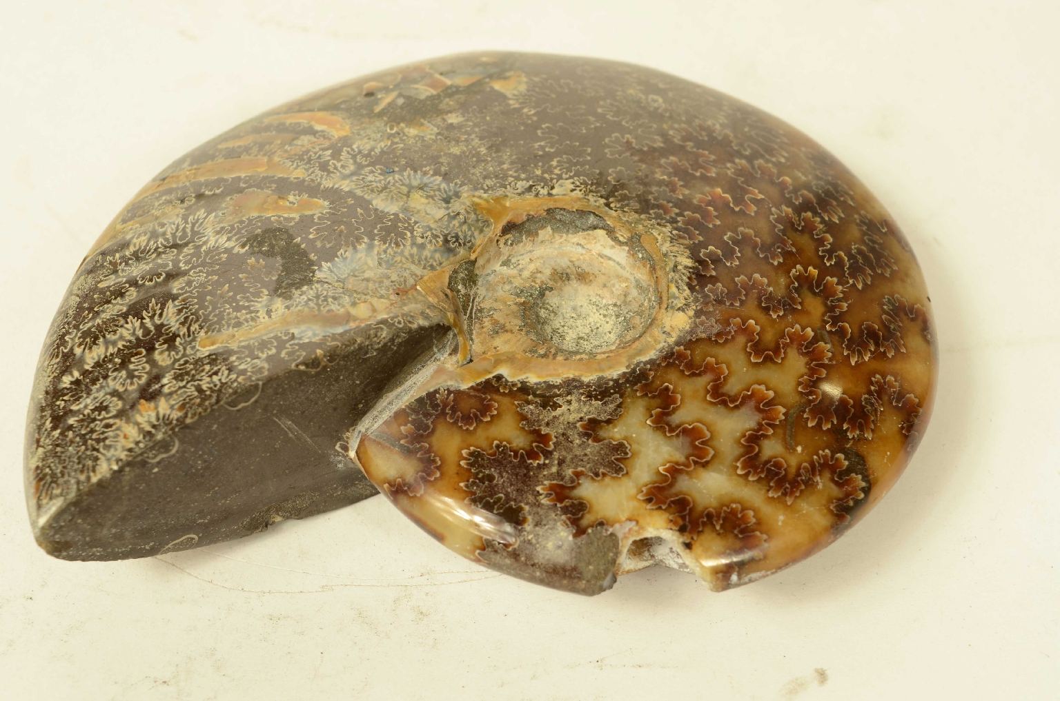 Natural history/8565a-Fossil Ammonite