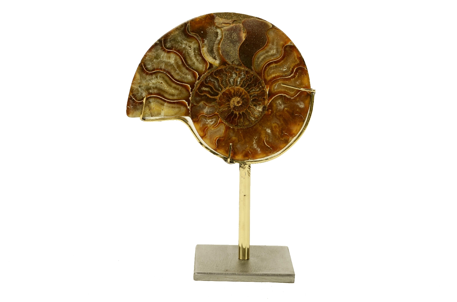 Natural history/8685b-Ammonite Fossil