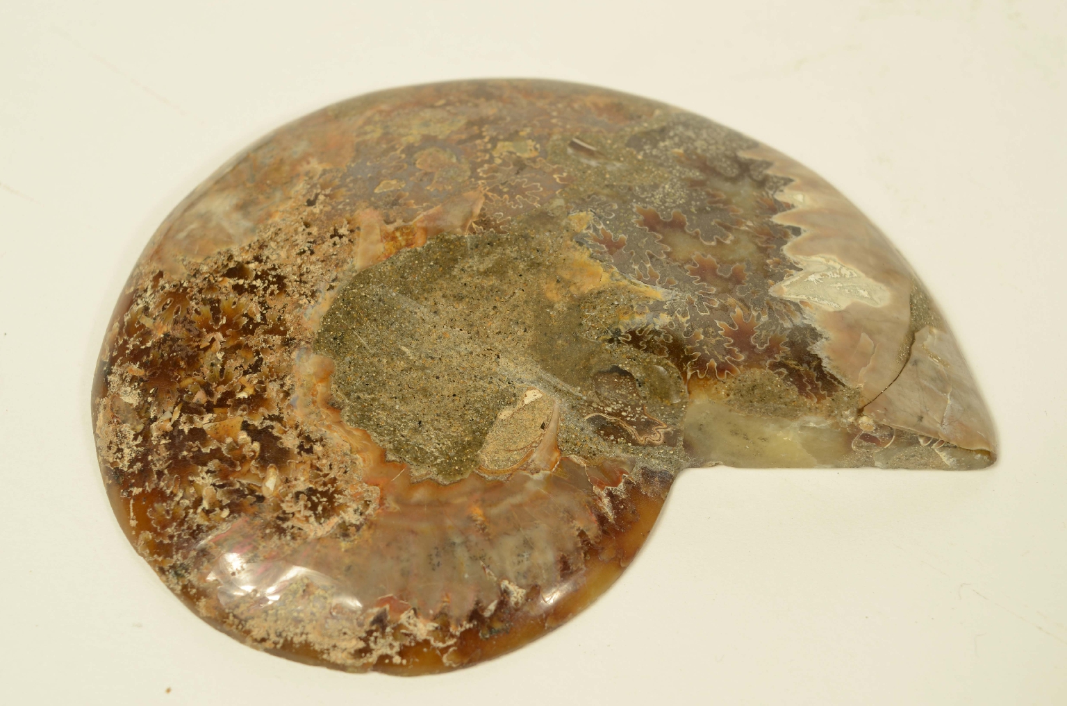Natural history/8685b-Ammonite Fossil