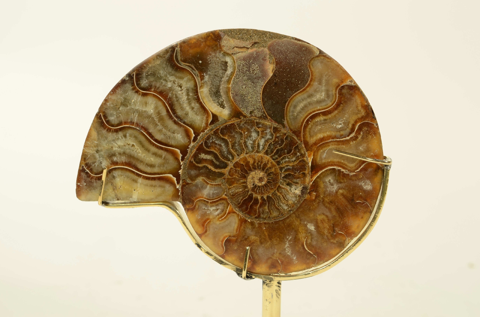 Natural history/8685b-Ammonite Fossil