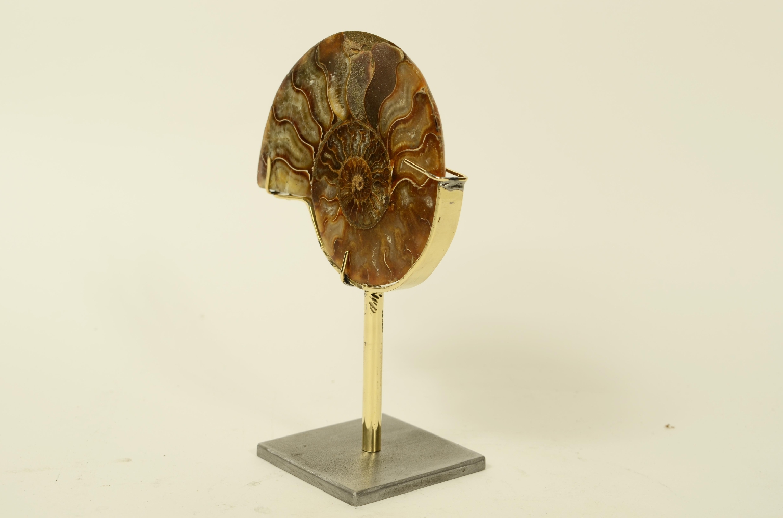 Natural history/8685b-Ammonite Fossil