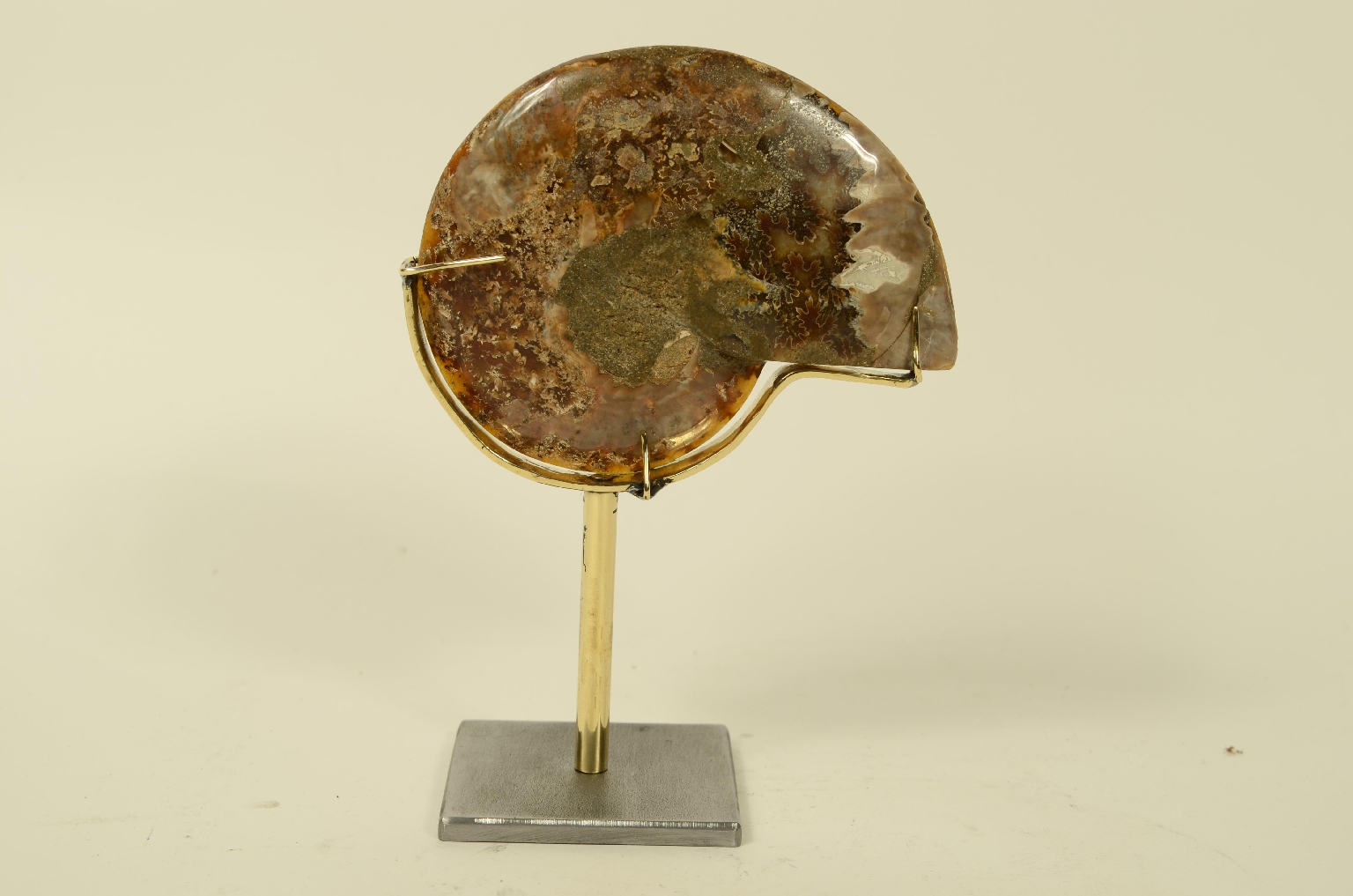 Natural history/8685b-Ammonite Fossil