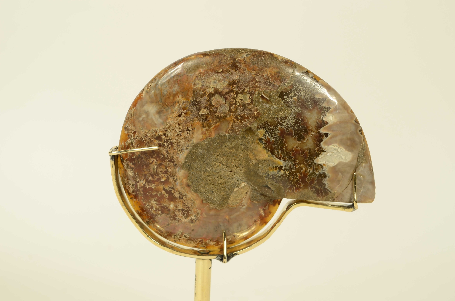 Natural history/8685b-Ammonite Fossil