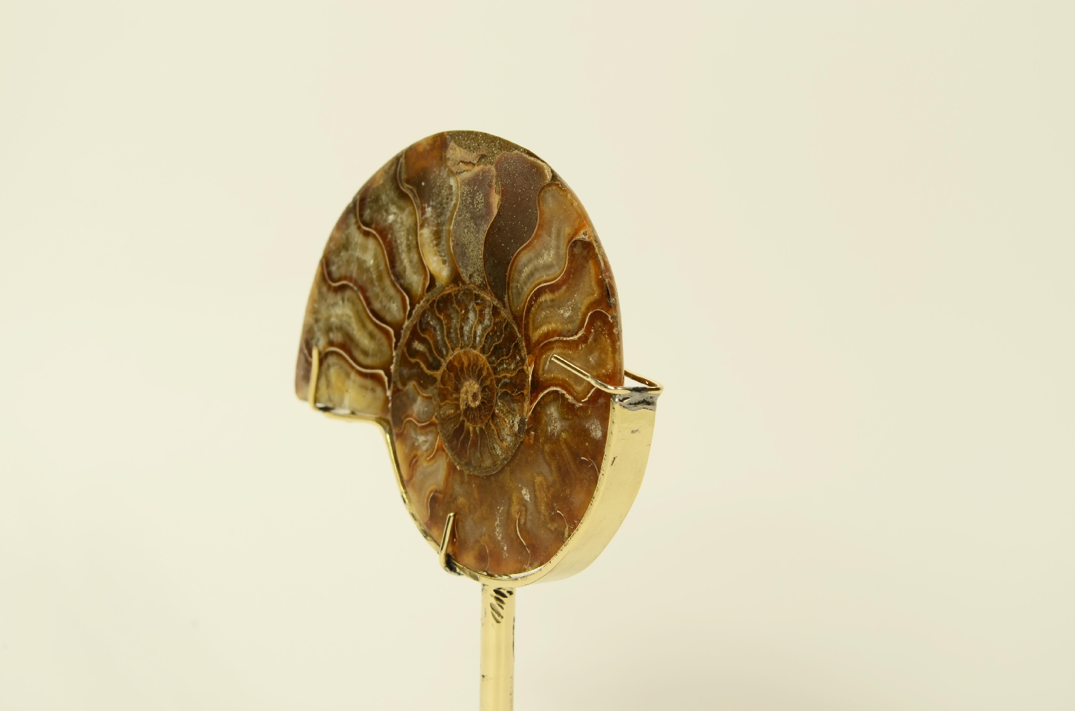 Natural history/8685b-Ammonite Fossil