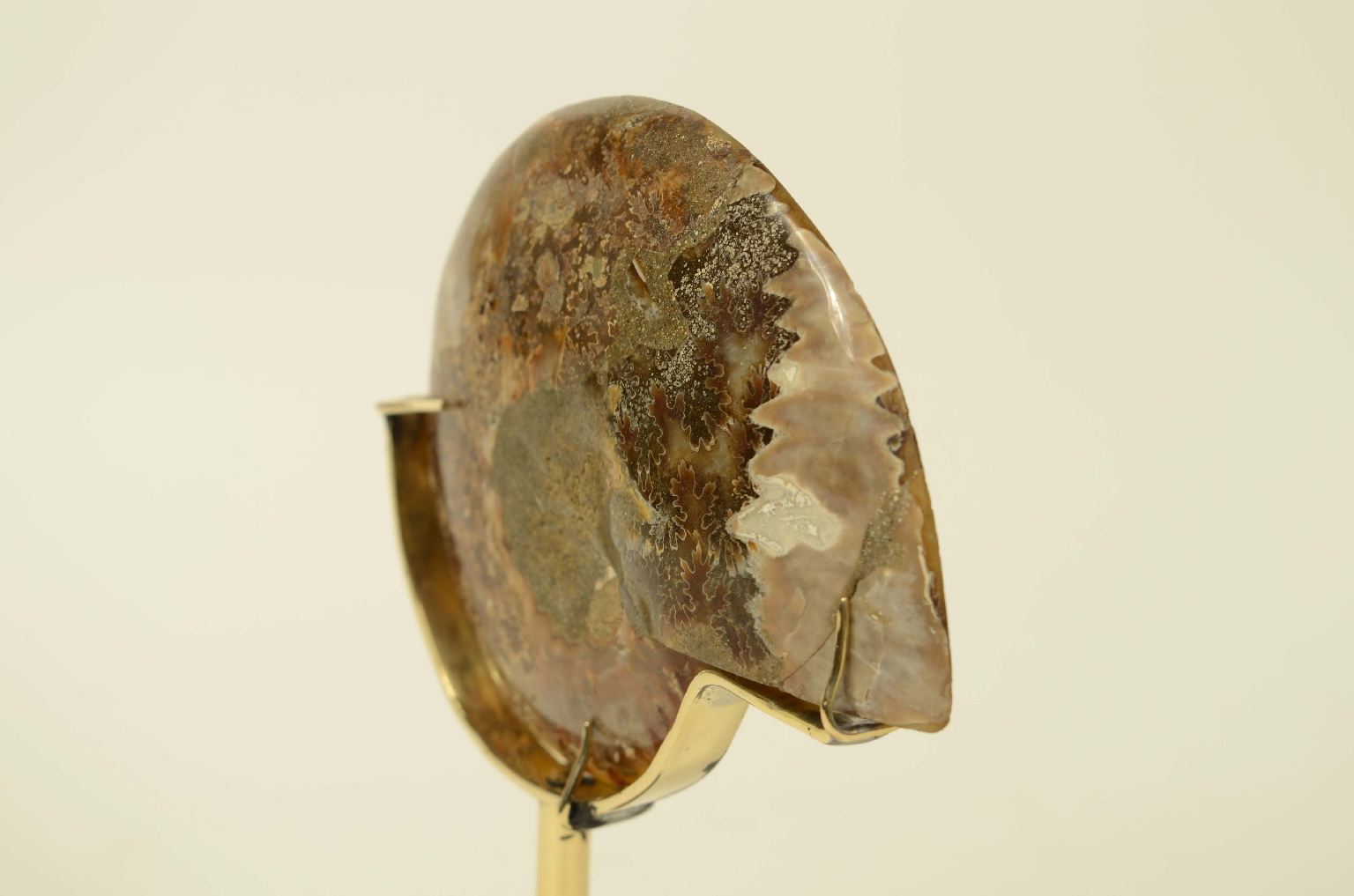 Natural history/8685b-Ammonite Fossil