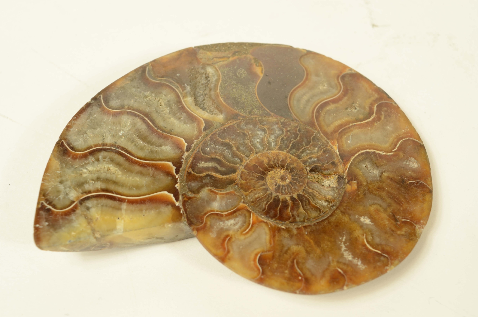 Natural history/8685b-Ammonite Fossil