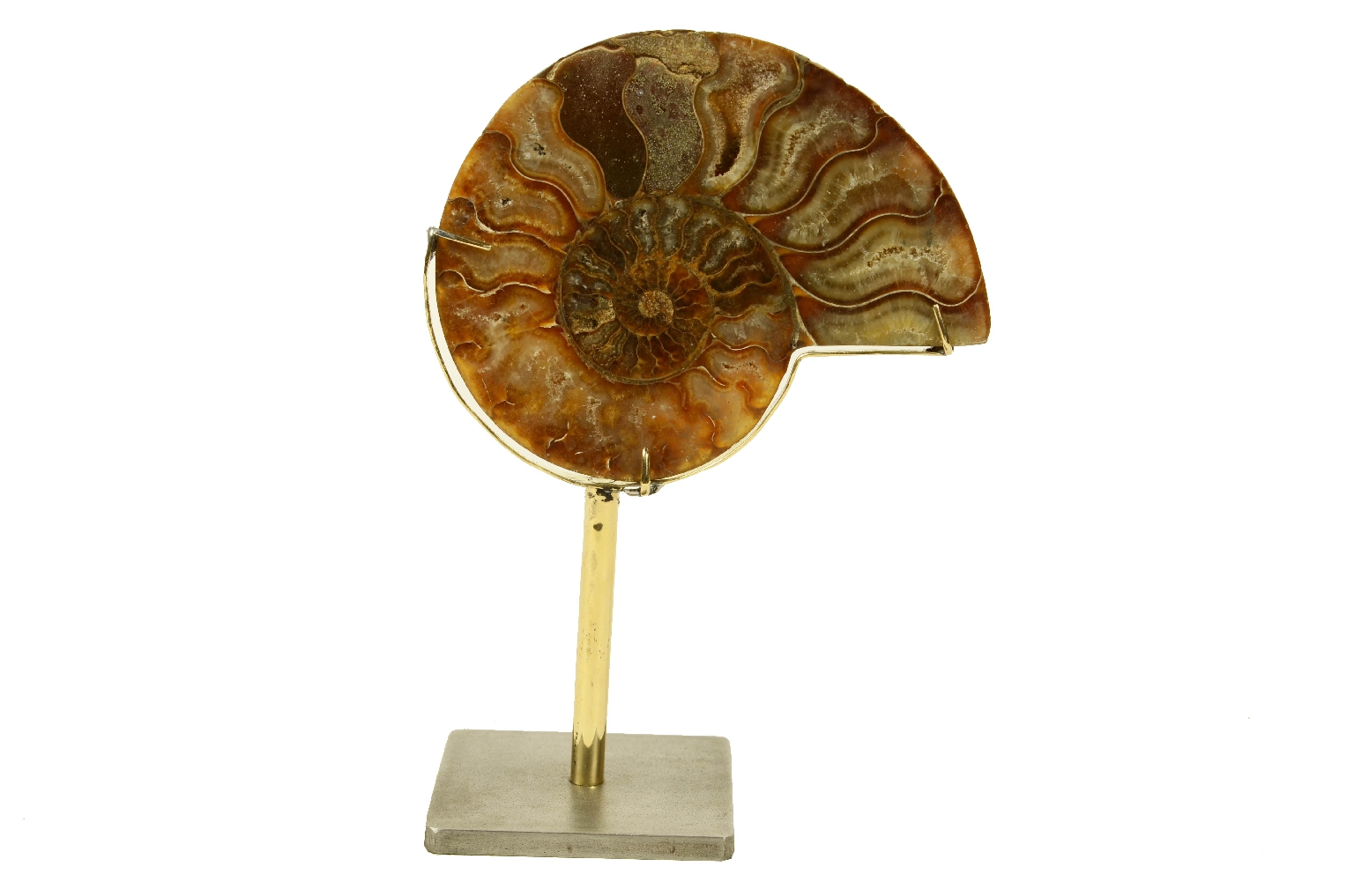 Natural history/8685c-Ammonite Fossil