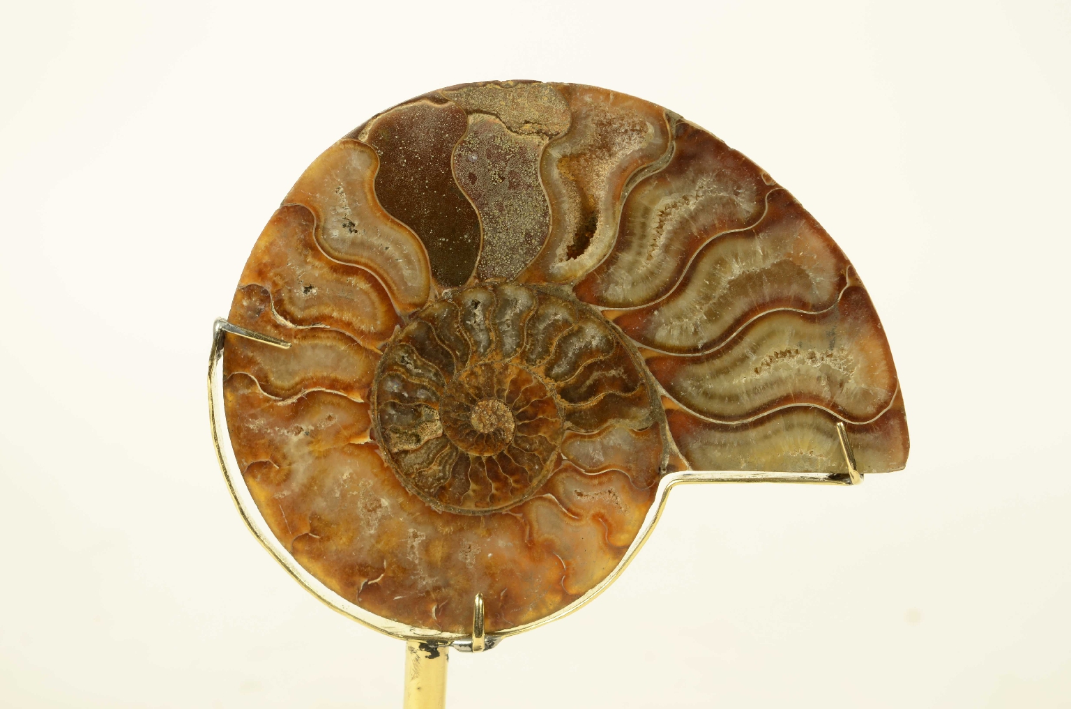 Natural history/8685c-Ammonite Fossil