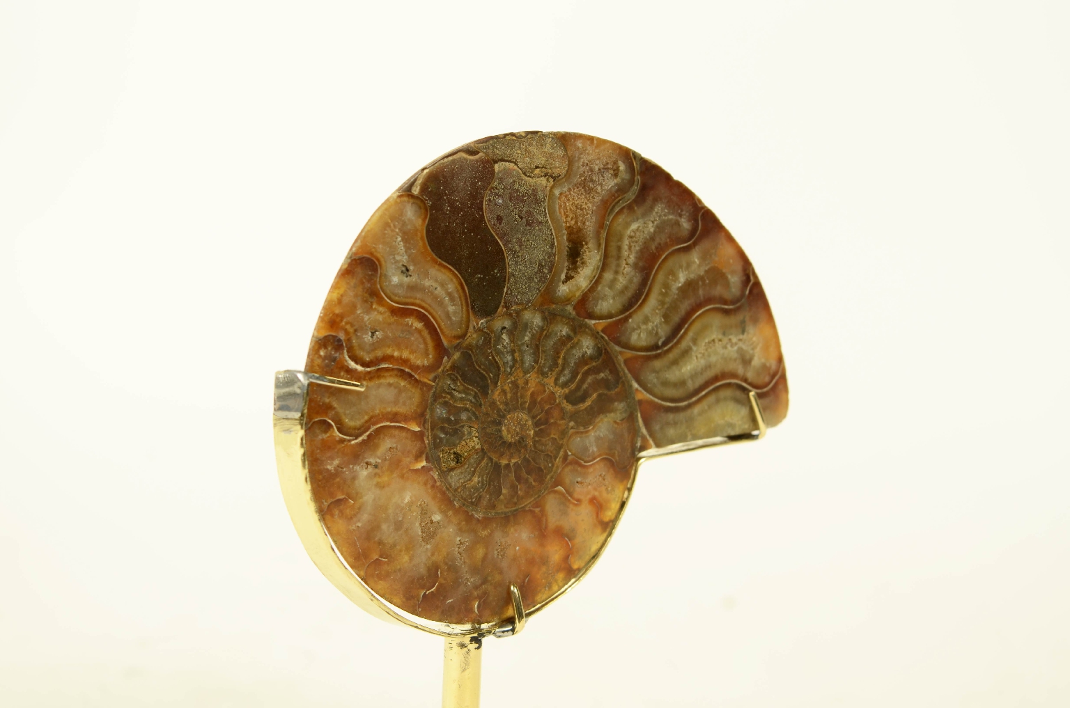 Natural history/8685c-Ammonite Fossil