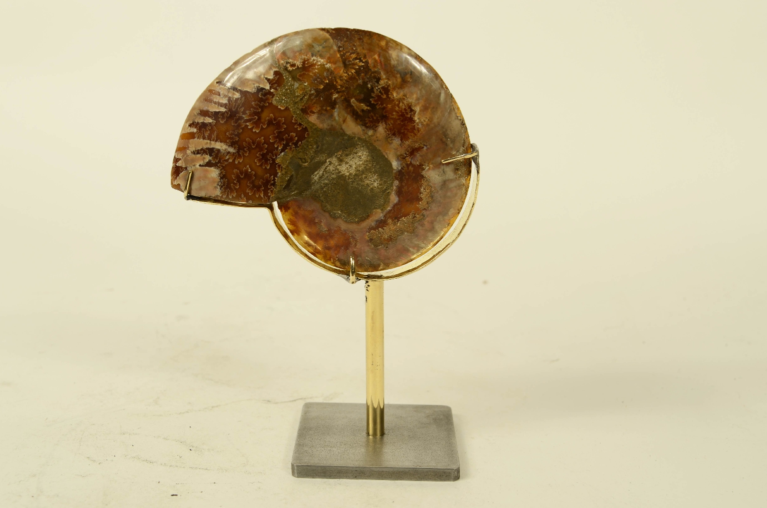 Natural history/8685c-Ammonite Fossil