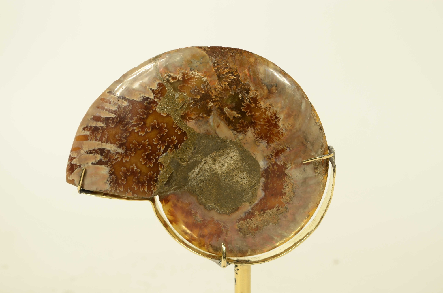 Natural history/8685c-Ammonite Fossil