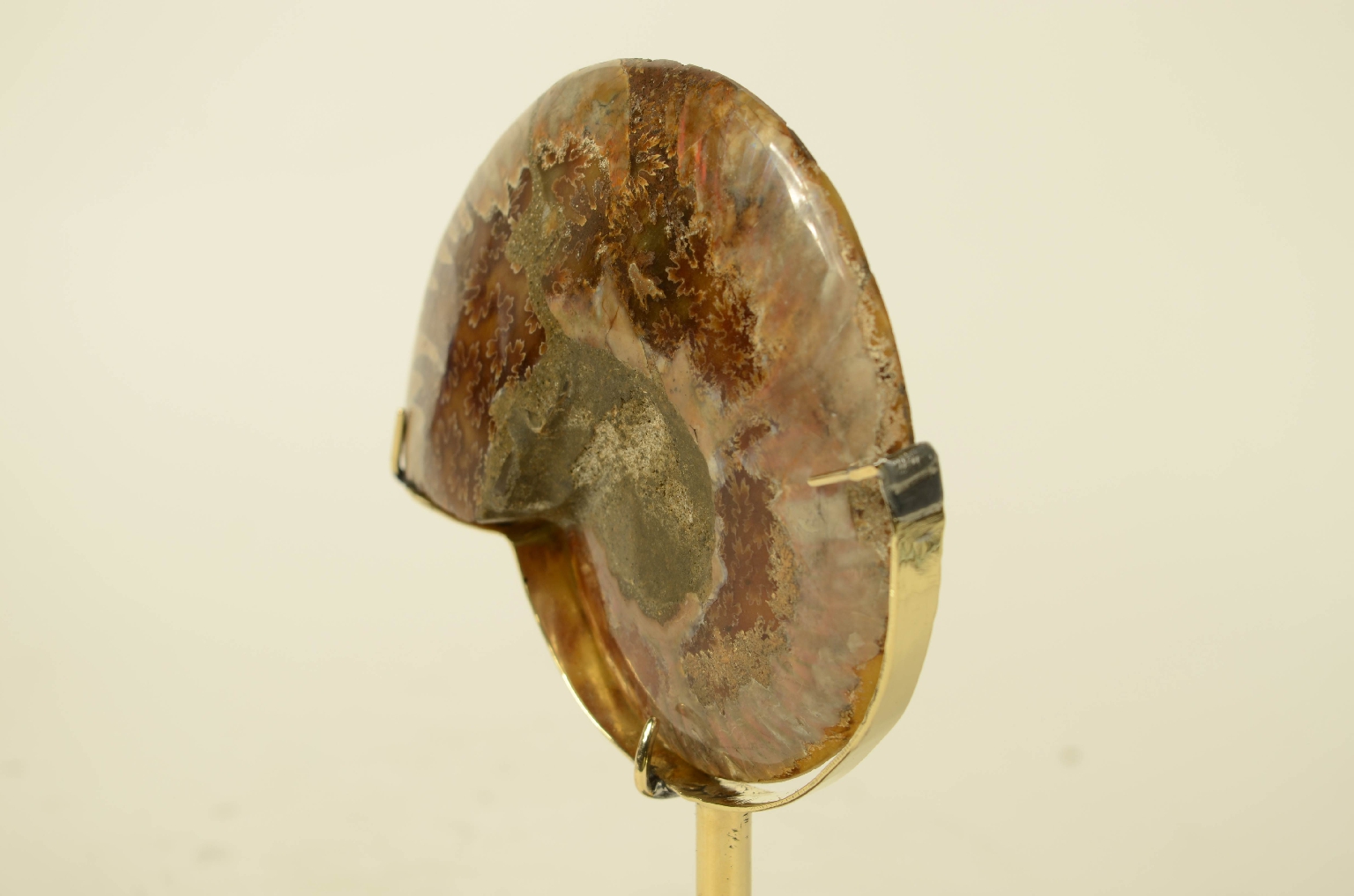 Natural history/8685c-Ammonite Fossil