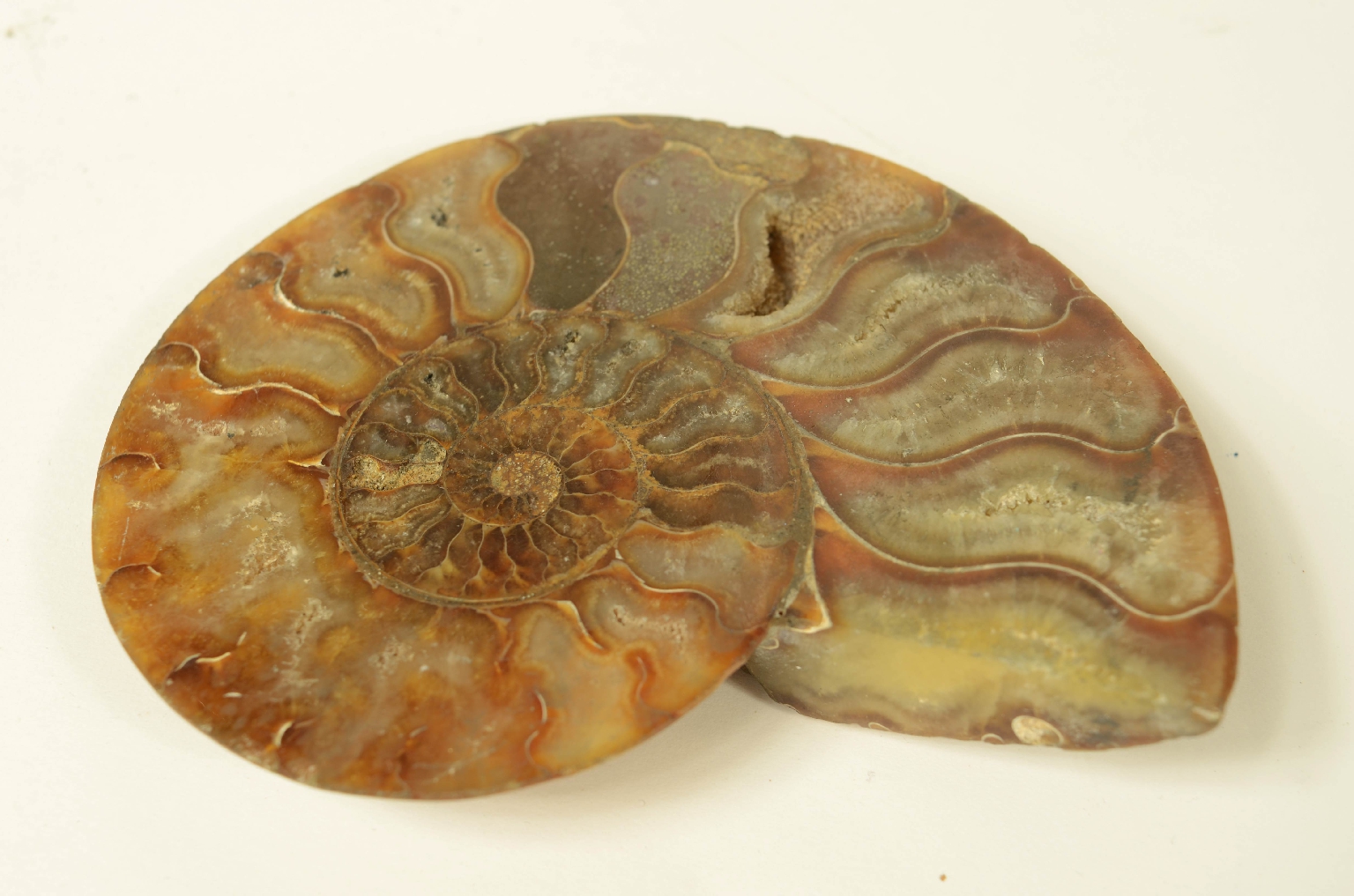 Natural history/8685c-Ammonite Fossil