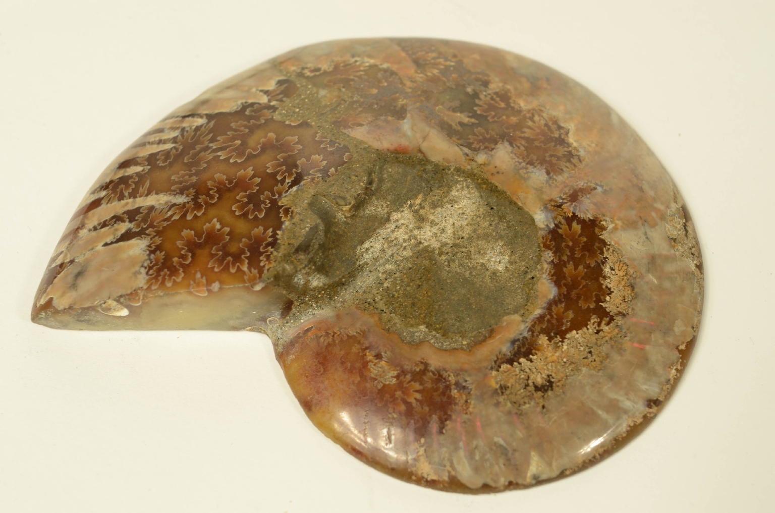 Natural history/8685c-Ammonite Fossil
