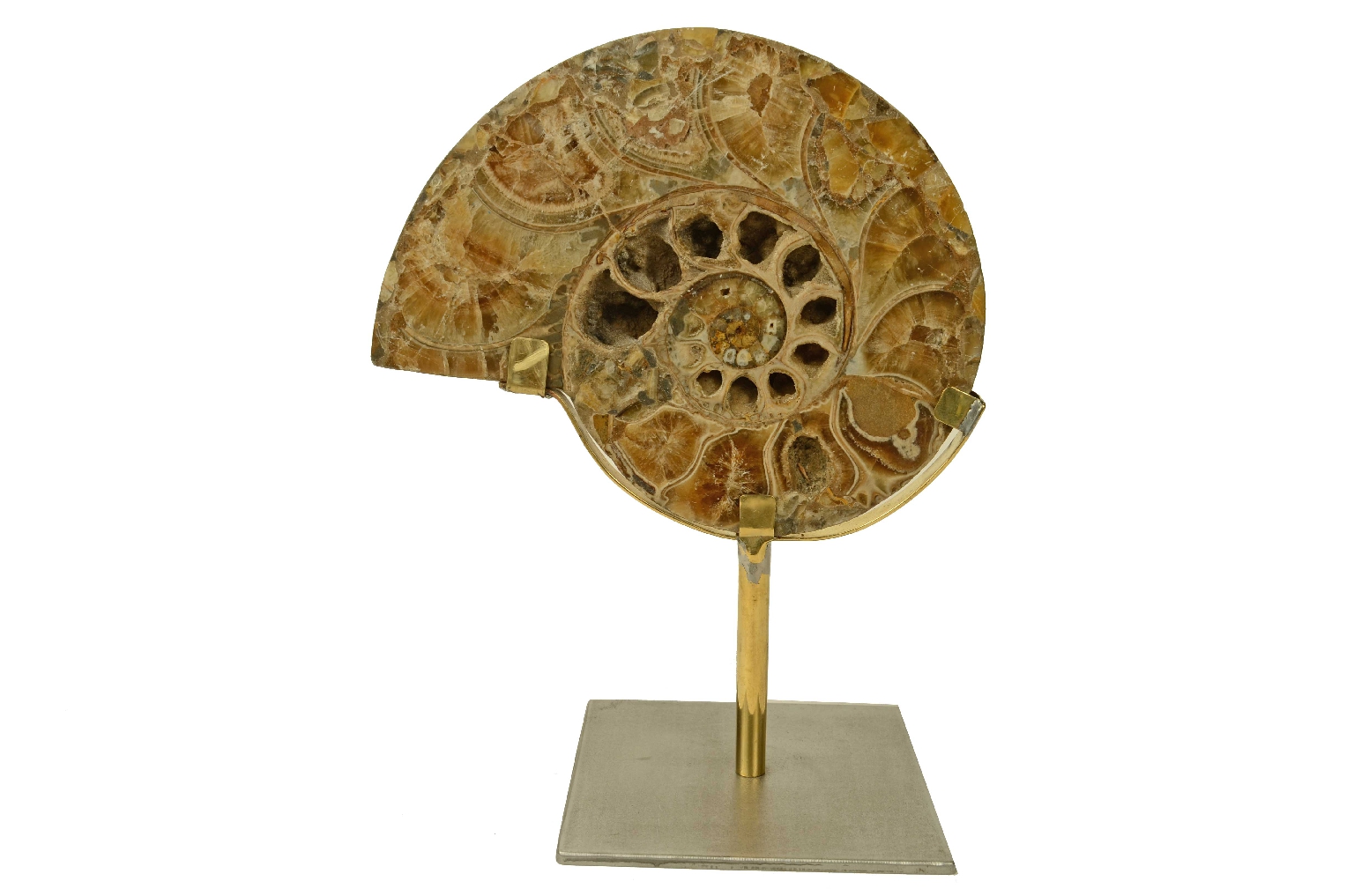 Natural history/8685d-Fossil Ammonite