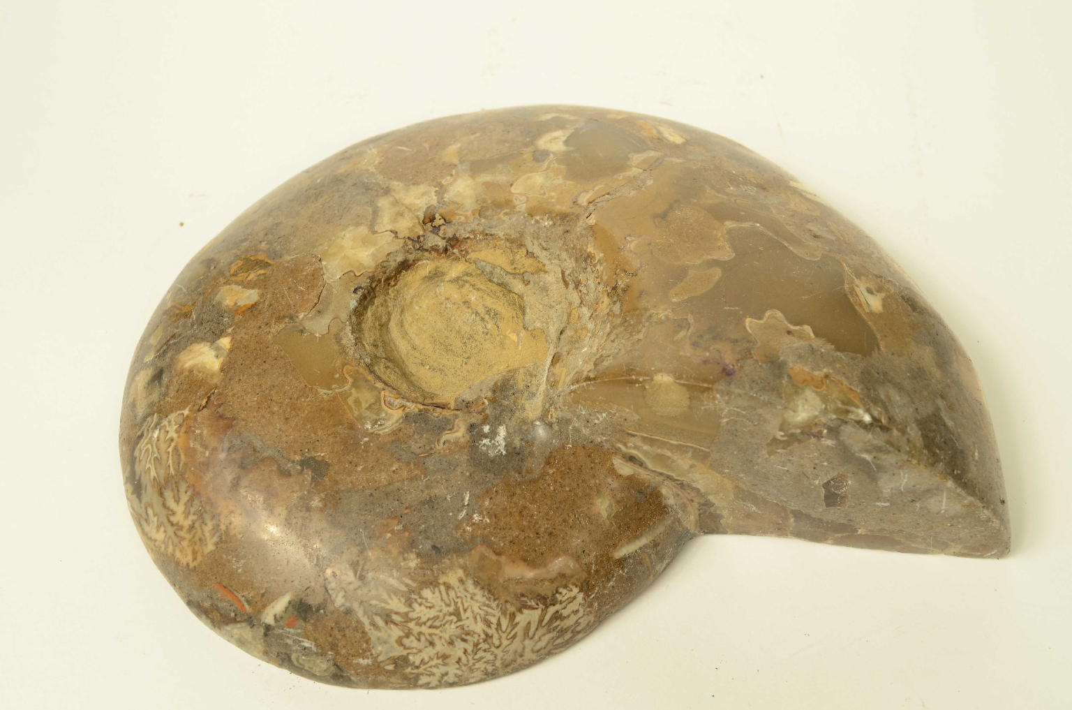 Natural history/8685d-Fossil Ammonite