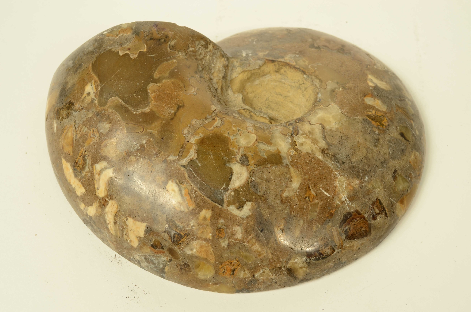 Natural history/8685d-Fossil Ammonite