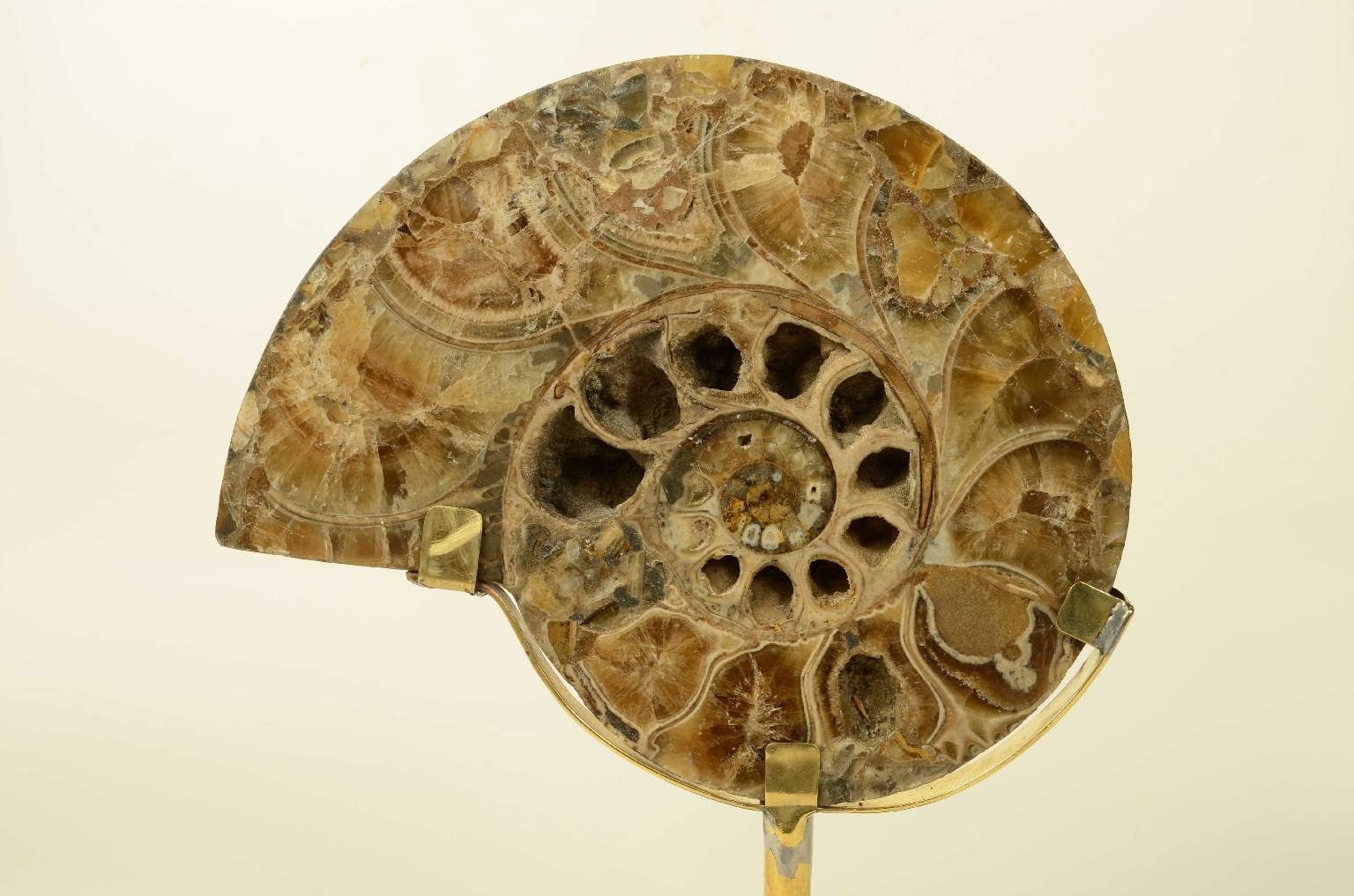 Natural history/8685d-Fossil Ammonite
