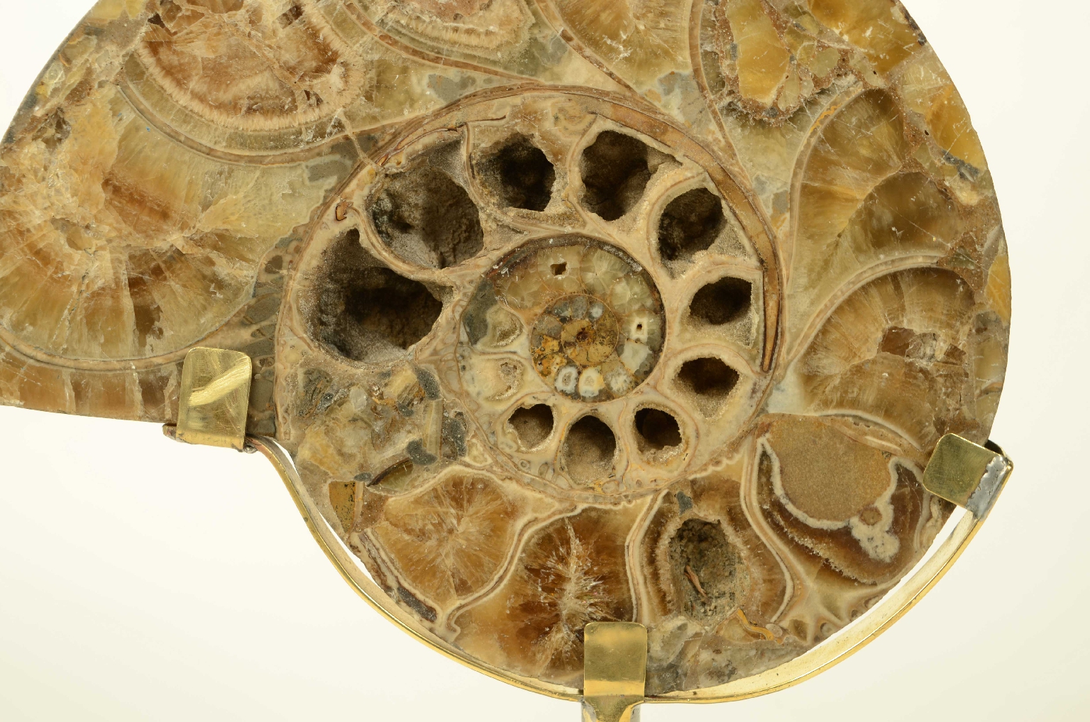 Natural history/8685d-Fossil Ammonite