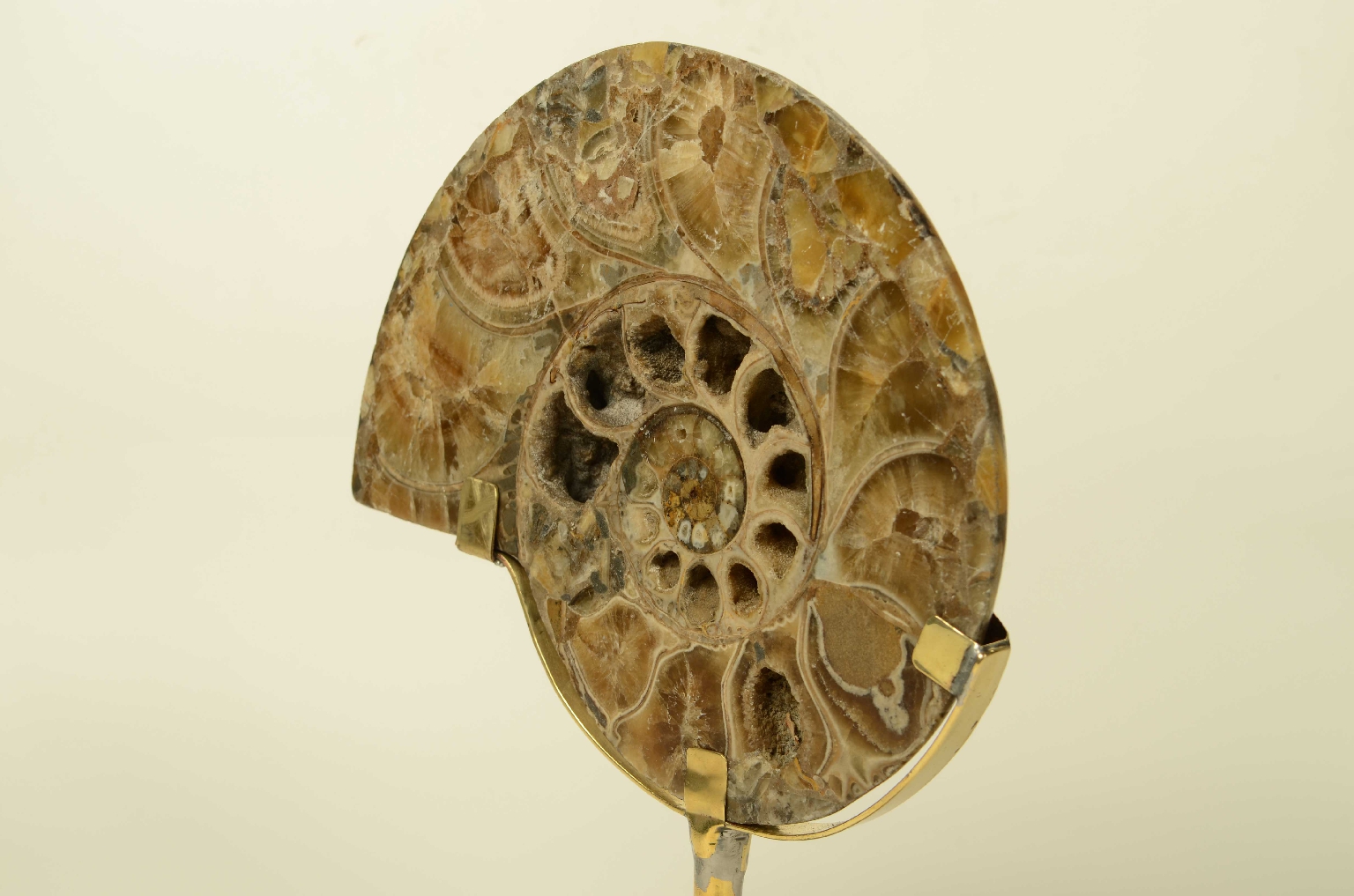 Natural history/8685d-Fossil Ammonite