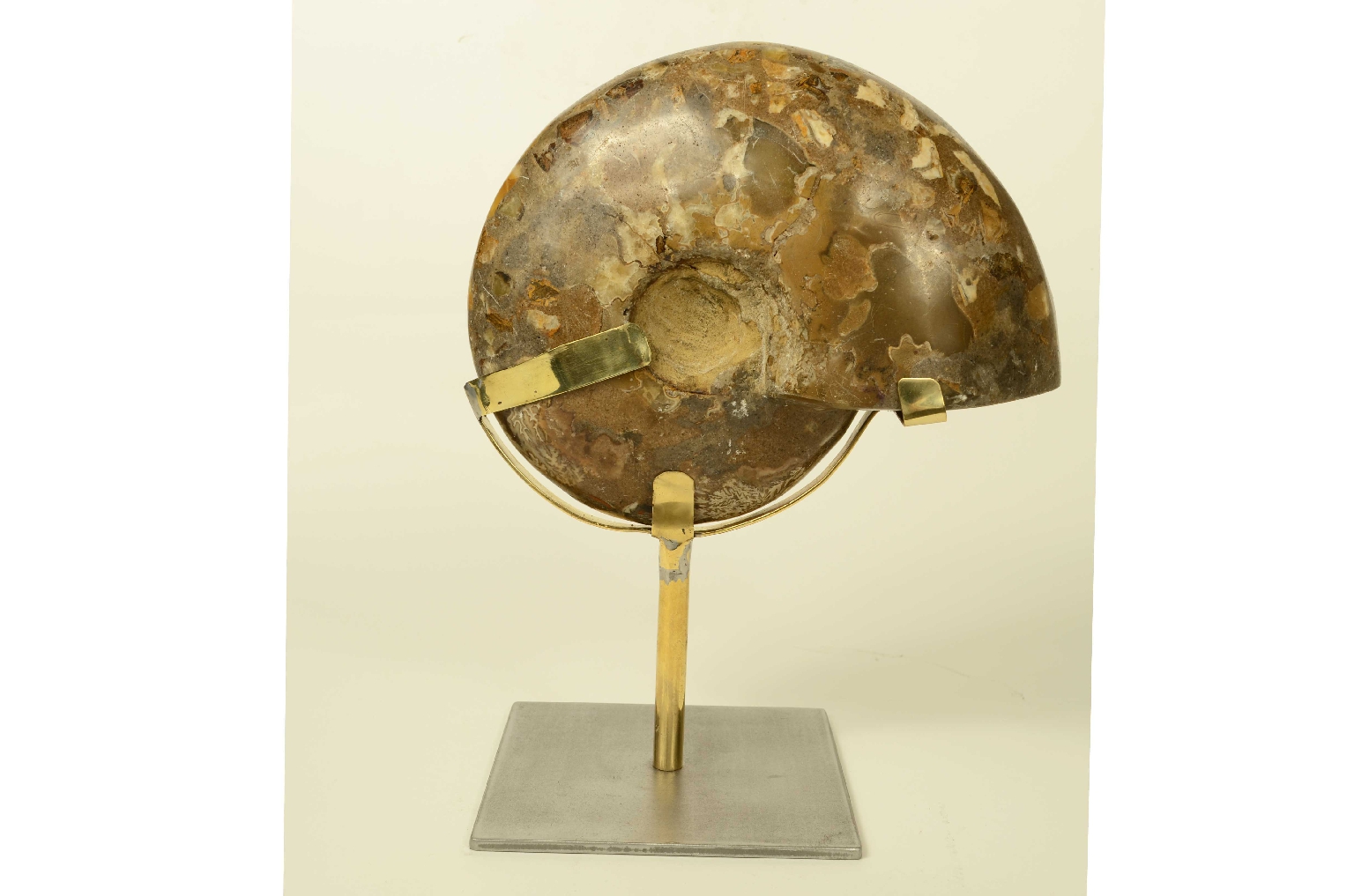 Natural history/8685d-Fossil Ammonite
