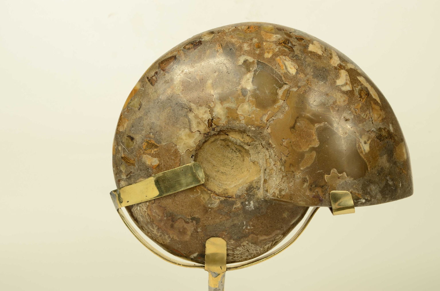 Natural history/8685d-Fossil Ammonite