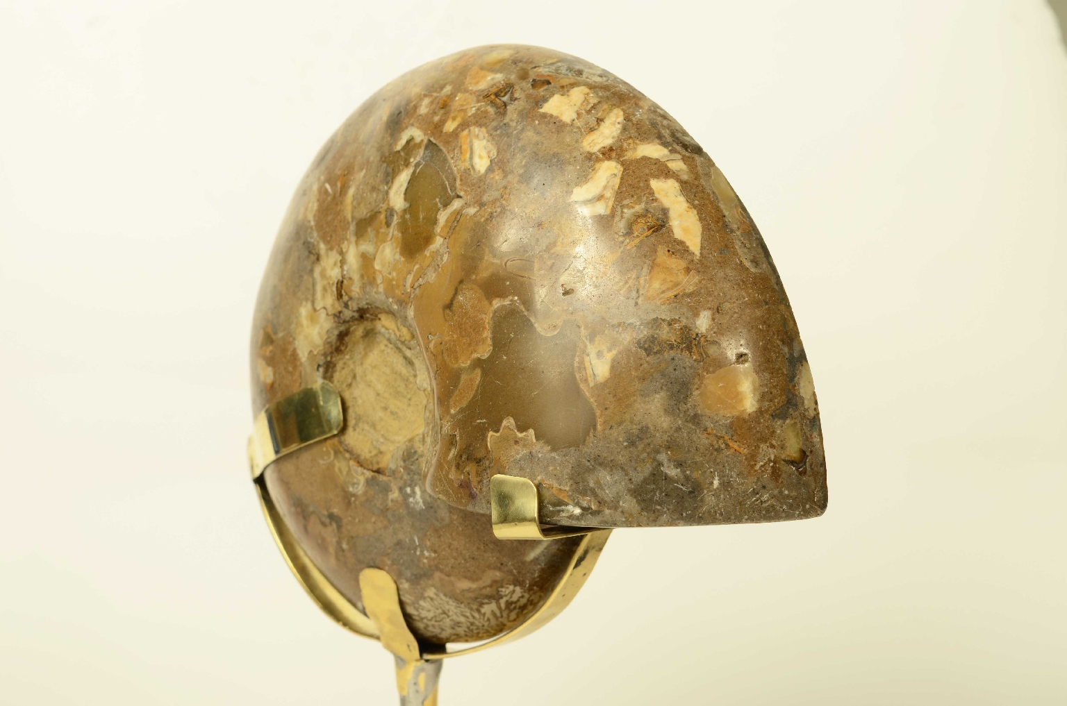 Natural history/8685d-Fossil Ammonite