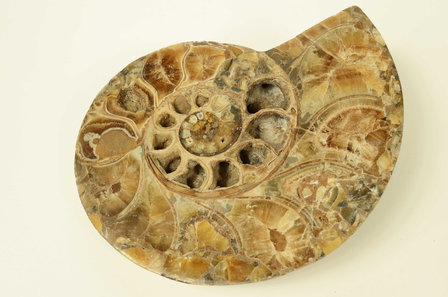Natural history/8685d-Fossil Ammonite