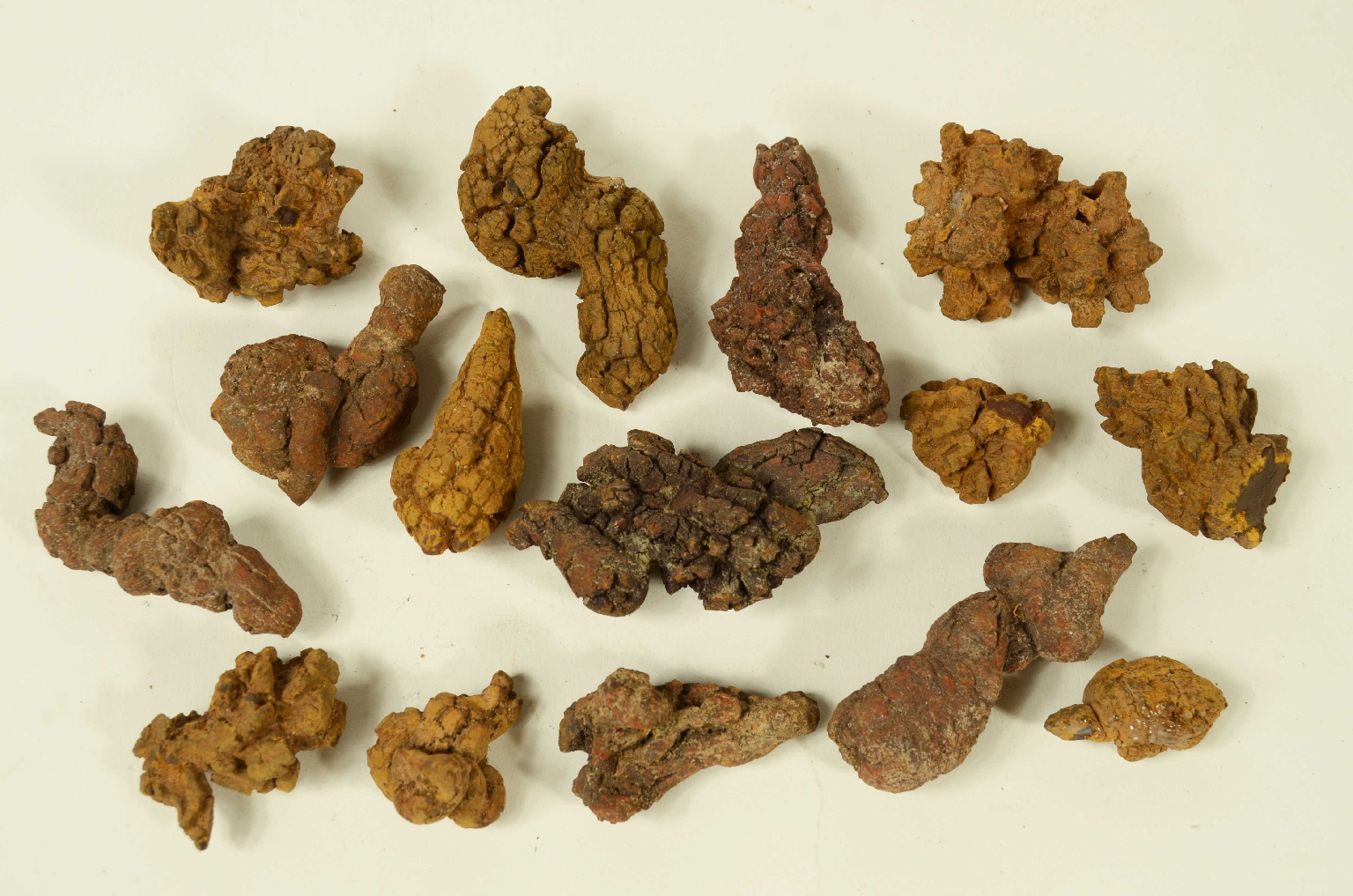 Storia naturale/Coproliti-Coproliti