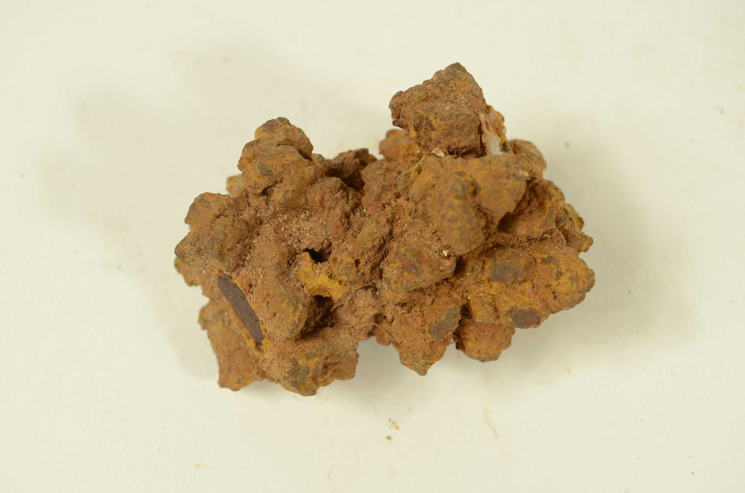 Natural history/Coproliti-Coprolites