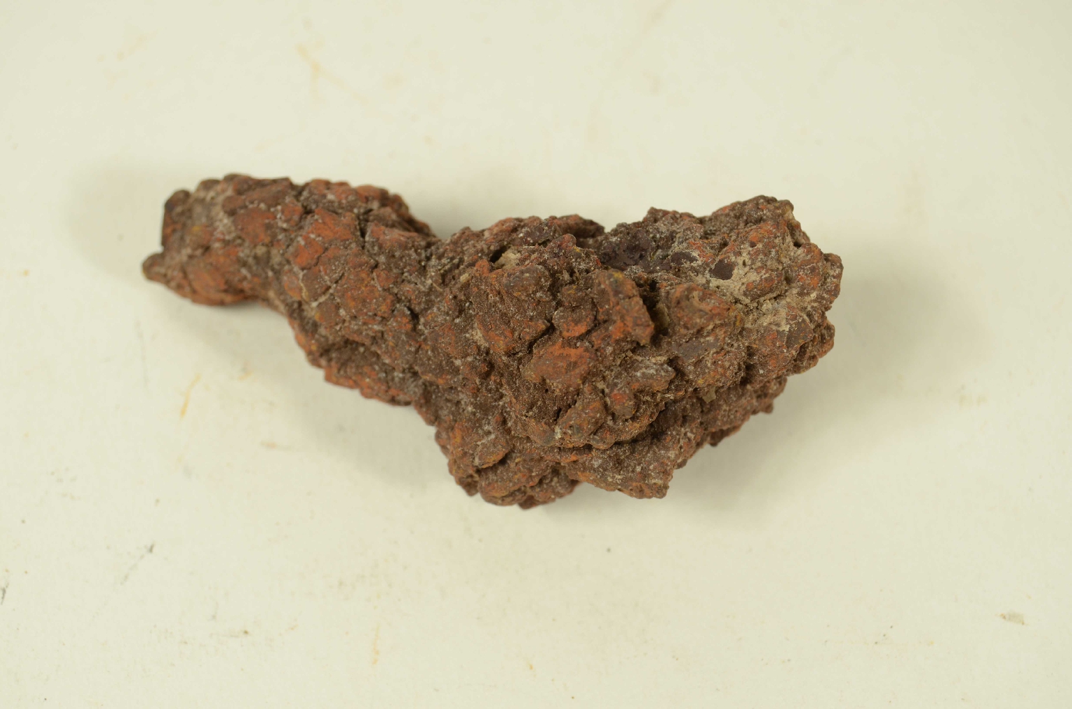 Natural history/Coproliti-Coprolites