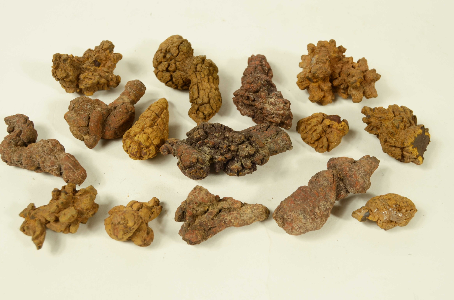Natural history/Coproliti-Coprolites