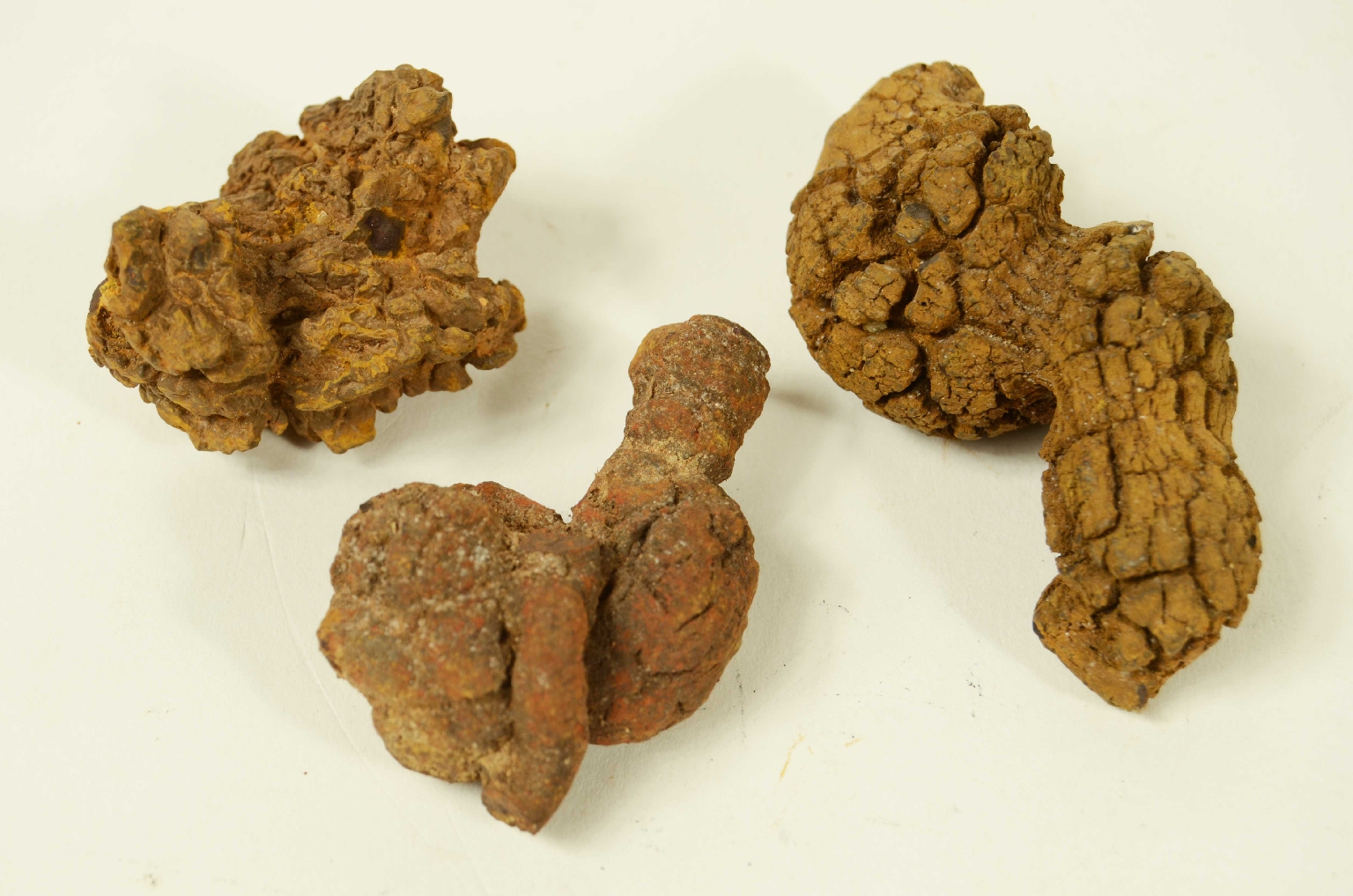 Storia naturale/Coproliti-Coproliti