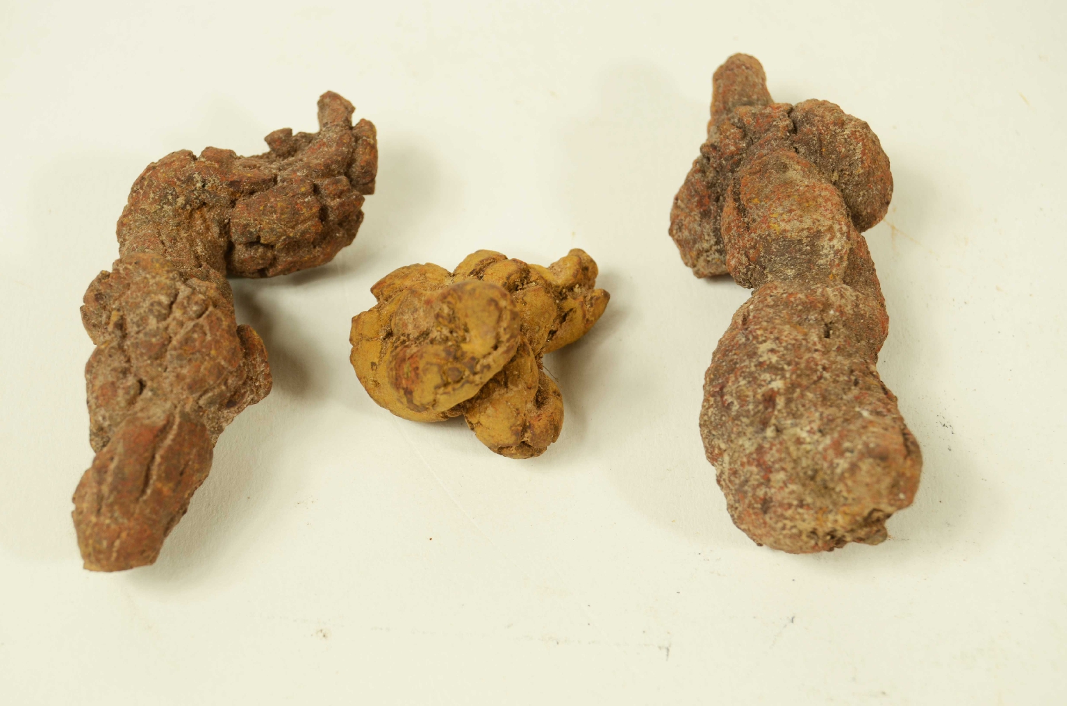 Natural history/Coproliti-Coprolites