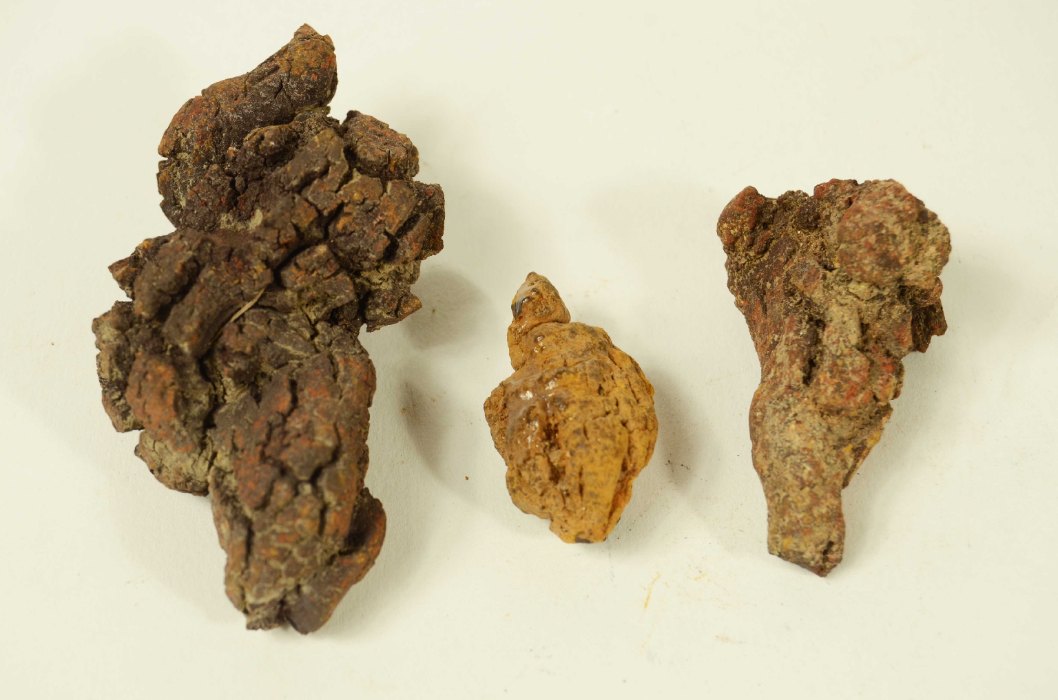 Storia naturale/Coproliti-Coproliti
