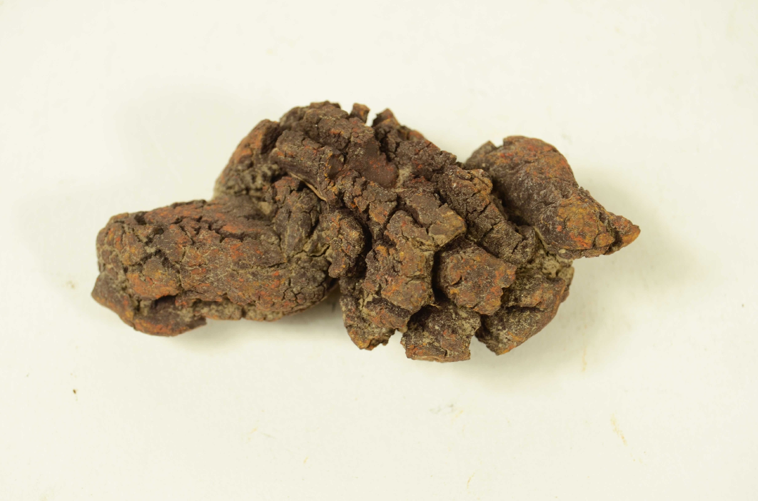 Storia naturale/Coproliti-Coproliti